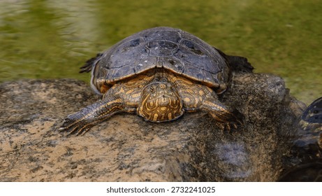 Macro Close Up of Turtle Head and Face Details