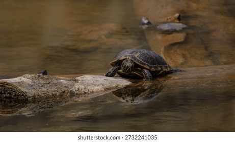 Macro Close Up of Turtle Head and Face Details
