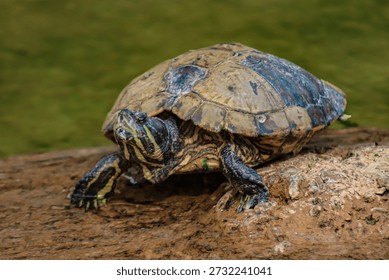 Macro Close Up of Turtle Head and Face Details