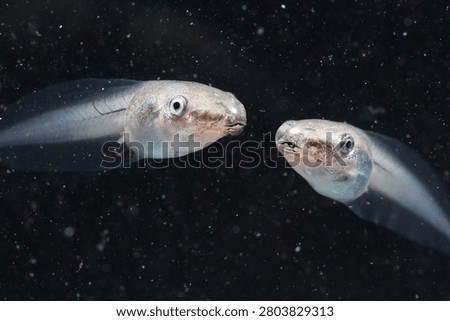 Macro close up of two frog tadpoles swimming together underwater with dark background.