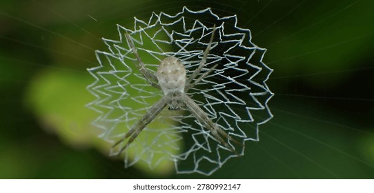 macro, close up, web spider, from the family araneidae, gray in color with circular lines on its legs, in a complex zigzag web.