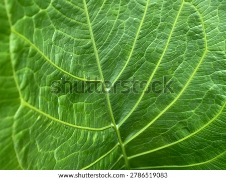 Macro close up of a vibrant green leaf showing intricate veins and rich texture