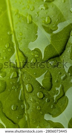 Macro close up of a vibrant green leaf covered in shimmering water droplets, showing detailed leaf veins and glossy texture with soft, natural lighting.