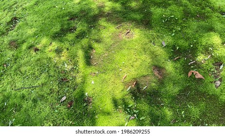 Macro close up view at moss textures on a forest ground. nature green background. - Shutterstock ID 1986209255