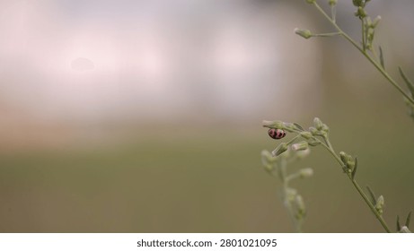 Macro close up view of a tiny ladybug perched on a green plant stem with beautiful soft bokeh background
