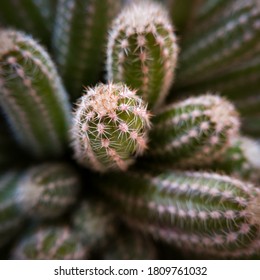 Macro close up view of the tip of a green cactus tentacle with thorns