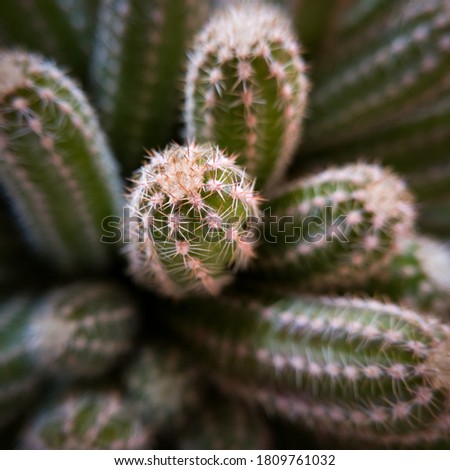 Macro close up view of the tip of a green cactus tentacle with thorns