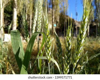 Macro close up of wheat fields