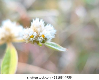 ​Extreme macro close up of white Gomphrena celosioides wild flower with tiny yellow centers and soft bokeh background