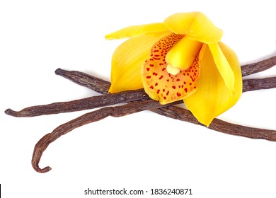 macro close up of a wild yellow orchid flower and brown black vanilla seed pods sticks arrangement isolated on white
