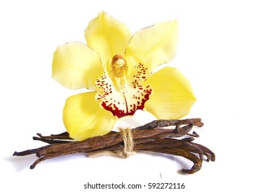 macro close up of a wild yellow orchid flower and brown vanilla seed pods arrangement isolated on white