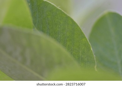 Macro close-up abstract view of layered green leaves showing detailed vein networks and textures.