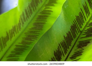 Macro close-up of Asplenium nidus leaf or bird's nest fern or kadaka plant with spores on the back of the leaf.