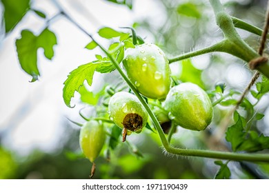 Macro Closeup Of Atomic Green Variety Of Small Grape Tomatoes Cluster Group Hanging Growing On Plant Vine In Garden With Blossom End Rot Disease Calcium Deficiency