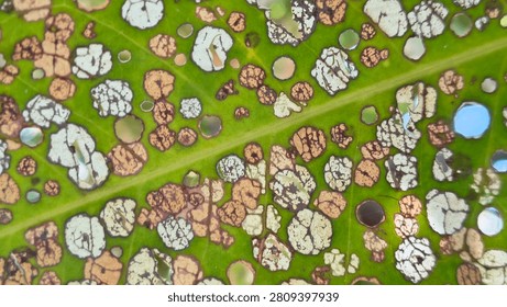 Macro close-up background of a green leaf damaged by pests with many small holes. Abstract natural texture of diseased foliage under caterpillar attack