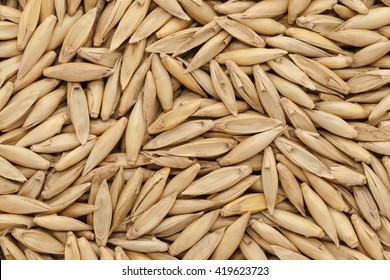 28,153 Bamboo Seed Images, Stock Photos & Vectors | Shutterstock