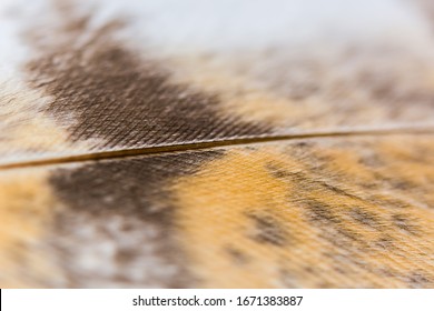 A macro close-up of a barn owl (Tyto alba) feather