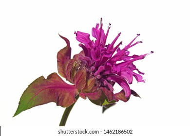 Macro Closeup Of A Beautiful Bright Pink Purple Flower Of Monarda Didyma Fistulosa Crimson Scarlet Bee Balm, Horsemint, Oswego Tea, And Bergamot With Its Fragrant Leaves Isolated On White