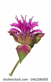 Macro Closeup Of A Beautiful Bright Pink Purple Flower Of Monarda Didyma Fistulosa Crimson Scarlet Bee Balm, Horsemint, Oswego Tea, And Bergamot With Its Fragrant Leaves Isolated On White