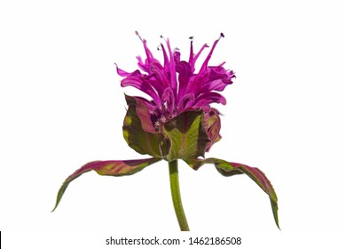 Macro Closeup Of A Beautiful Bright Pink Purple Flower Of Monarda Didyma Fistulosa Crimson Scarlet Bee Balm, Horsemint, Oswego Tea, And Bergamot With Its Fragrant Leaves Isolated On White