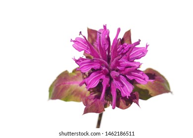 Macro Closeup Of A Beautiful Bright Pink Purple Flower Of Monarda Didyma Fistulosa Crimson Scarlet Bee Balm, Horsemint, Oswego Tea, And Bergamot With Its Fragrant Leaves Isolated On White