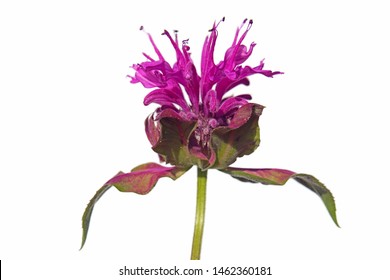 Macro Closeup Of A Beautiful Bright Pink Purple Flower Of Monarda Didyma Fistulosa Crimson Scarlet Bee Balm, Horsemint, Oswego Tea, And Bergamot With Its Fragrant Leaves Isolated On White