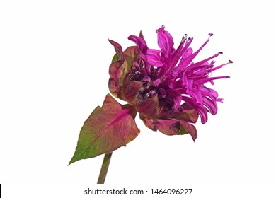 Macro Closeup Of A Beautiful Bright Pink Purple Flower Of Monarda Didyma Fistulosa Crimson Scarlet Bee Balm, Horsemint, Oswego Tea, And Bergamot With Its Fragrant Leaves Isolated On White