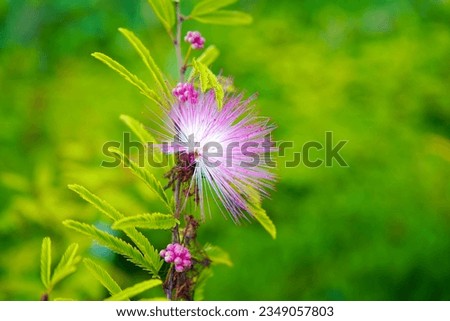 Image, Stock Photo puff flowers