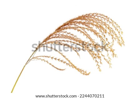 macro closeup of a beautiful dry golden orange brown yellow decorative decoration grass Miscanthus sinensis gracillimus, the eulalia or Chinese silver grass flower stalk isolated on white