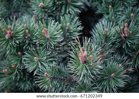 Macro close-up of beautiful evergreen pinetree branches with green shoots with grass and field flowers. Eco environment.