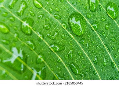 Macro closeup of Beautiful fresh green leaf with drop of water after the rain in morning sunlight nature background. - Shutterstock ID 2185058445