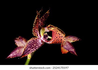 macro closeup of a beautiful orange brown purple with spots and stripes unusual special orchid botanical species Mormodes lawrenciana isolated on black - Powered by Shutterstock