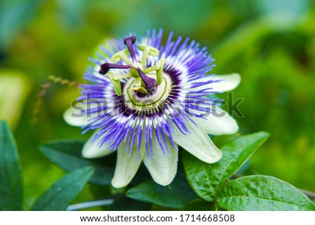 a macro closeup of a beautiful purple blue intricate whimsical out of this world blue and purple passion flower Passiflora caerulea (Passionflower) against green garden background 
