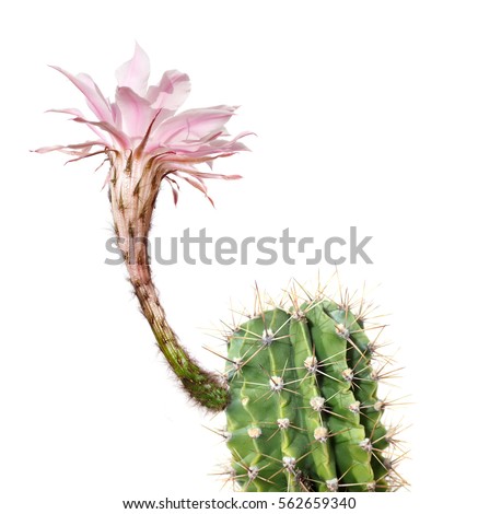 a macro closeup of a beautiful silky pink tender Echinopsis Lobivia cactus flower and green thorny spiky plant isolated on white.
