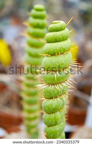 macro closeup of a beautiful spiral unusual weird green cactus plant Eulychnia castanea cv. varispiralis cristata monstrous disc shape growth