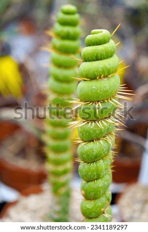 macro closeup of a beautiful spiral unusual weird green cactus plant Eulychnia castanea cv. varispiralis cristata monstrous disc shape growth