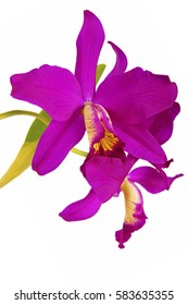 a macro closeup of a beautiful vivid purple Cattleya orchid flower isolated on white with space for text.