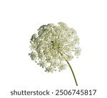 macro closeup of a beautiful yellow green edible flower cluster bunch umbel parasol umbrella of wild carrot Daucus carota flowering plant bird