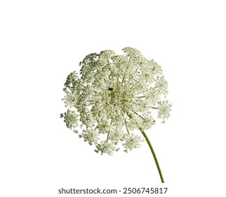 macro closeup of a beautiful yellow green edible flower cluster bunch umbel parasol umbrella of wild carrot Daucus carota flowering plant bird's nest, bishop's and Queen Anne's lace isolated on white - Powered by Shutterstock