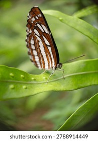 Macro close-up of a beautifully patterned striped sailer butterfly (Nymphalidae) resting on a green fern leaf with visible round spores (sori) in a natural tropical environment.