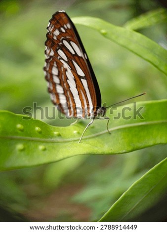 Macro close-up of a beautifully patterned striped sailer butterfly (Nymphalidae) resting on a green fern leaf with visible round spores (sori) in a natural tropical environment.
