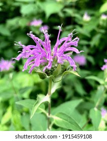 Macro Closeup Of A Bee Balm Plant With The Focus On The Blossom