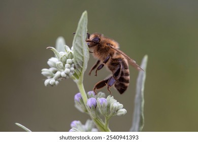 A macro close-up of a bee hovering close to a white flower - Powered by Shutterstock