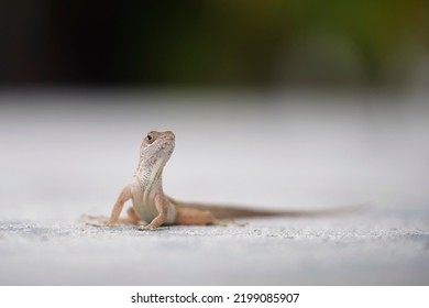Macro closeup of blown alone lizard warming on summer sun. Anolis sagrei small reptile in native to Florida USA