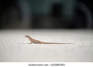 Macro closeup of blown alone lizard warming on summer sun. Anolis sagrei small reptile in native to Florida USA