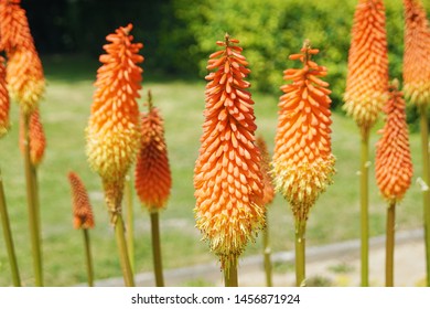 Kniphofias Images, Stock Photos & Vectors | Shutterstock