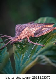 Macro close-up of a brown leaf-footed bug perched on a green leaf with soft bokeh background