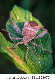 Macro close-up of a brown leaf-footed bug perched on a green leaf with soft bokeh background