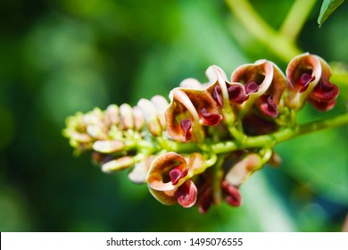 Macro Closeup Of Brown Purple Flower Branches Of Apios Americana Indian Potato Bean, Hopniss, Hodoimo, Cinnamon Vine, American Groundnut Against Green Leaves Background