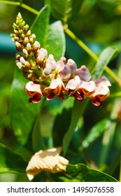 Macro Closeup Of Brown Purple Flower Branches Of Apios Americana Indian Potato Bean, Hopniss, Hodoimo, Cinnamon Vine, American Groundnut Against Green Leaves Background